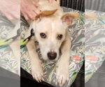 Small #3 Labrador Retriever Mix