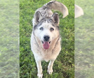 Siberian Husky Dogs for adoption in Riverside, CA, USA