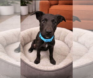 Labrador Retriever-Unknown Mix Dogs for adoption in Euless, TX, USA