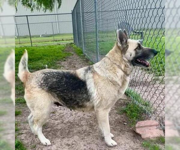 Medium Photo #2 German Shepherd Dog-Unknown Mix Puppy For Sale in Conroe, TX, USA