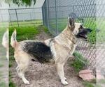 Small #1 German Shepherd Dog Mix
