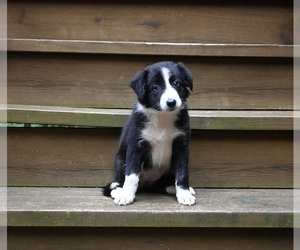 Border Collie Puppy for sale in WARSAW, OH, USA