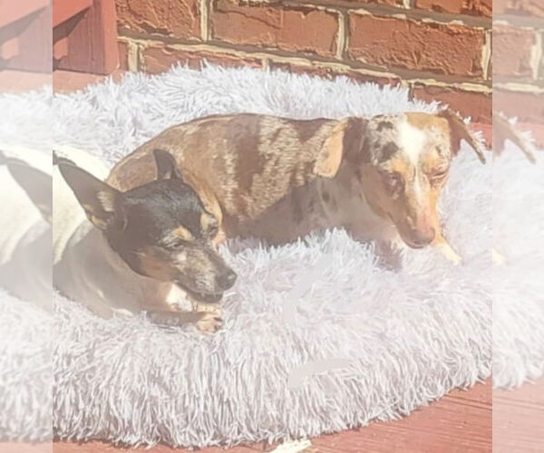 Medium Photo #2 Dachshund Puppy For Sale in Thomasville, NC, USA