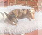 Small #1 Dachshund