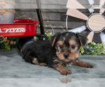 Puppy Bebe Yorkshire Terrier