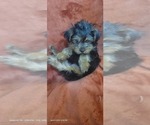 Small Photo #70 Yorkshire Terrier Puppy For Sale in AKRON, OH, USA