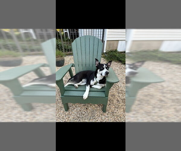 Medium Photo #2 Siberian Husky-Unknown Mix Puppy For Sale in Forestville, MD, USA