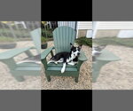 Small #1 Siberian Husky Mix