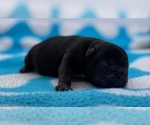 Small Photo #7 French Bulldog Puppy For Sale in STKN, CA, USA