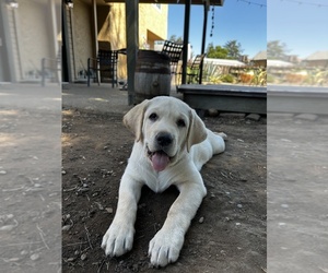 Labrador Retriever Puppy for Sale in CLOVIS, California USA