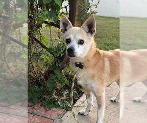 Bravo *Courtesy Post* - Male Chihuahua-Unknown Mix Dog for Adoption - Photo #4