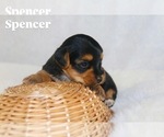 Small #2 Yorkshire Terrier
