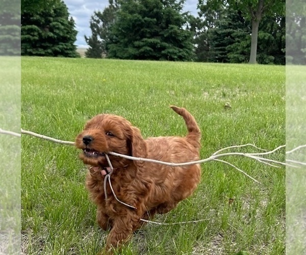 Medium Photo #11 Goldendoodle (Miniature) Puppy For Sale in HULL, IA, USA