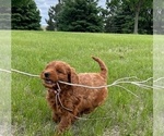 Small #10 Goldendoodle (Miniature)