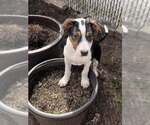Small #35 Jack Russell Terrier Mix
