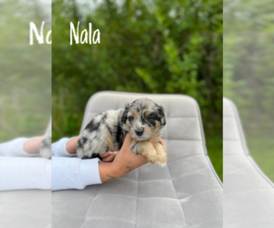 Aussiedoodle Miniature  Puppy for sale in Aaviku, Harjumaa, Estonia