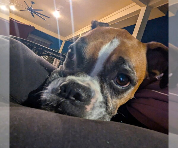 Medium Photo #4 Boxer Puppy For Sale in Austin, TX, USA