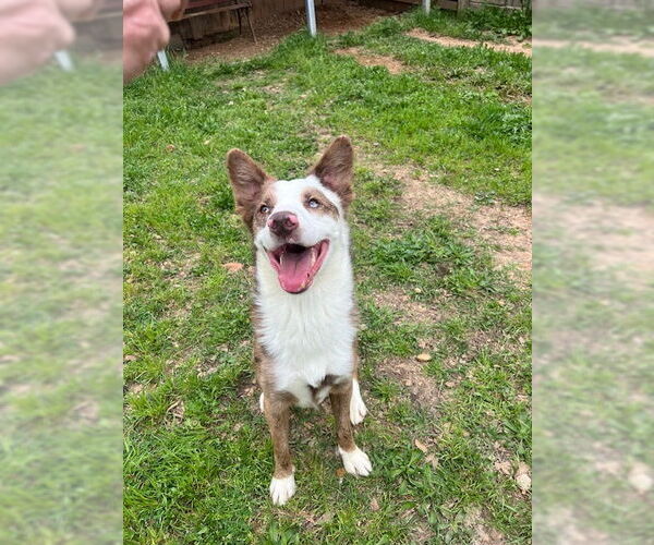 Medium Photo #2 Australian Shepherd-Unknown Mix Puppy For Sale in Wakefield, RI, USA