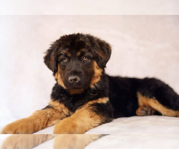 Medium Photo #1 German Shepherd Dog-Unknown Mix Puppy For Sale in MIDWAY, UT, USA