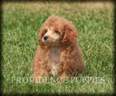 Small Photo #19 Poodle (Miniature) Puppy For Sale in COPPOCK, IA, USA