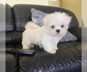 Medium Maltese