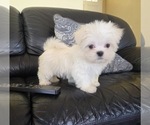 Puppy Broccoli Maltese