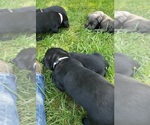 Small #3 Labrador Retriever