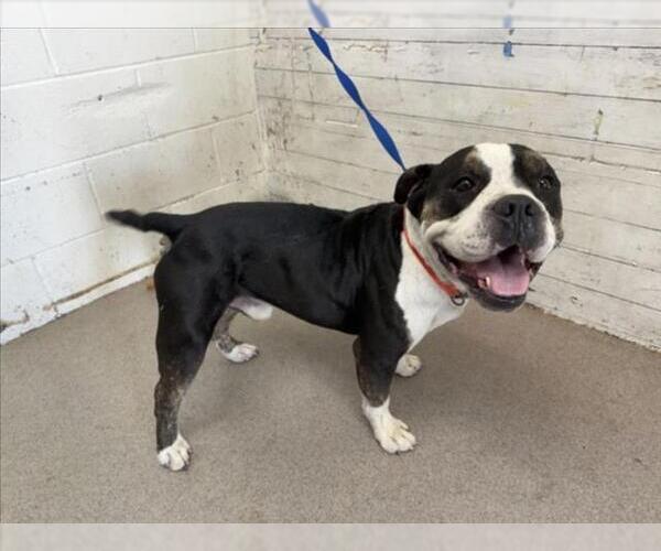 Medium Photo #1 American Bulldog-Unknown Mix Puppy For Sale in San Bernardino, CA, USA