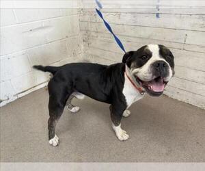 American Bulldog-Unknown Mix Dogs for adoption in San Bernardino, CA, USA