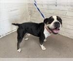 Small American Bulldog Mix