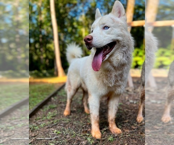 Medium Photo #1 Siberian Husky Puppy For Sale in COVINGTON, GA, USA