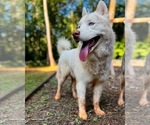 Small Photo #1 Siberian Husky Puppy For Sale in COVINGTON, GA, USA