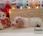 Small Photo #3 Labradoodle-Poodle (Standard) Mix Puppy For Sale in MILLVILLE, MN, USA