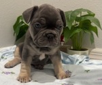 Small #11 French Bulldog