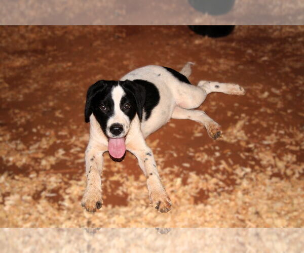 Medium Photo #3 Spaniel-Unknown Mix Puppy For Sale in Milner, GA, USA