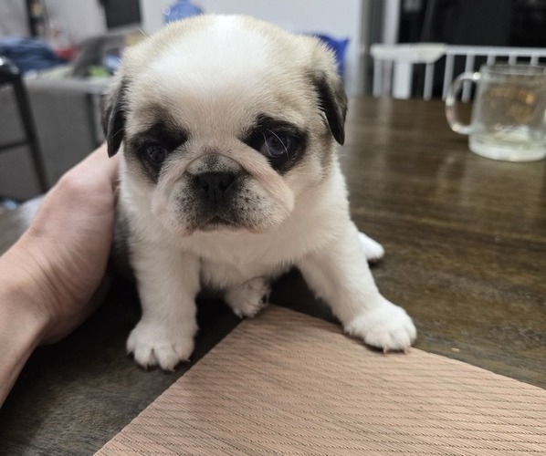 Medium Photo #1 Pug Puppy For Sale in BANNING, CA, USA