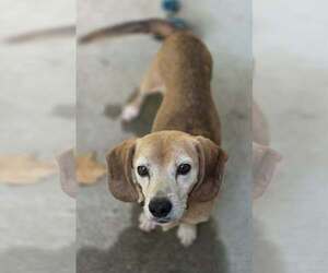Fred - Male Beagle-Unknown Mix Dog for Adoption - Photo #4