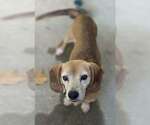 Small #3 Beagle Mix