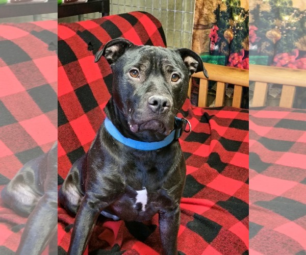 Medium Photo #1 Staffordshire Bull Terrier Puppy For Sale in Stover, MO, USA