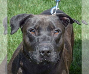 Rottweiler-Unknown Mix Dogs for adoption in Huntley, IL, USA