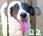 Small Pointer Mix