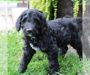 Bernedoodle Puppy for sale in BROOKVILLE, OH, USA