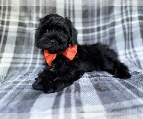 Medium Photo #2 ShihPoo Puppy For Sale in LAKELAND, FL, USA