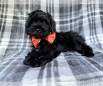 Small #1 ShihPoo