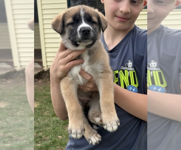 Medium Photo #2 Alaskan Husky-Saint Bernard Mix Puppy For Sale in OLIVET, MI, USA