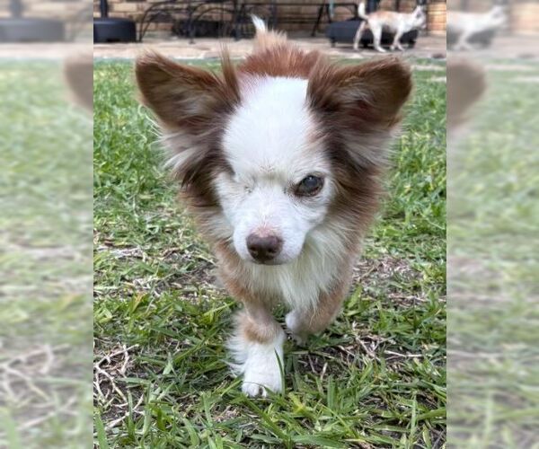Medium Photo #8 Chihuahua-Unknown Mix Puppy For Sale in Boonton, NJ, USA