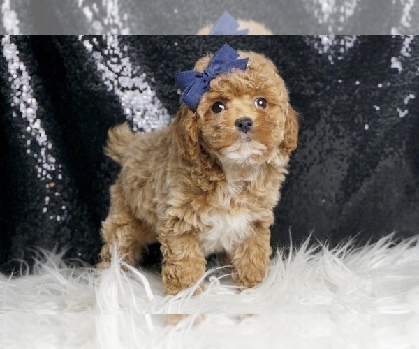 Medium Photo #60 Poodle (Toy) Puppy For Sale in WARSAW, IN, USA
