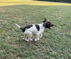 Medium German Shorthaired Pointer
