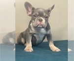 Small Photo #3 French Bulldog Puppy For Sale in BERKELEY, CA, USA