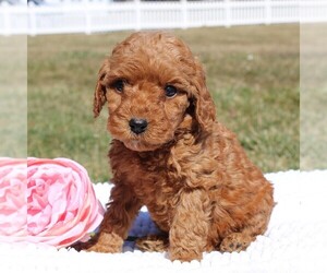 Goldendoodle-Poodle (Miniature) Mix Puppy for sale in EPHRATA, PA, USA